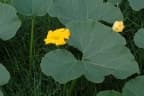 Cucurbita maxima