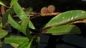 Pouteria venosa