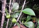 Suregada boiviniana