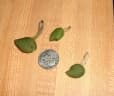 Avicennia germinans