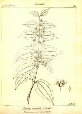 Cinnamomum curvifolium