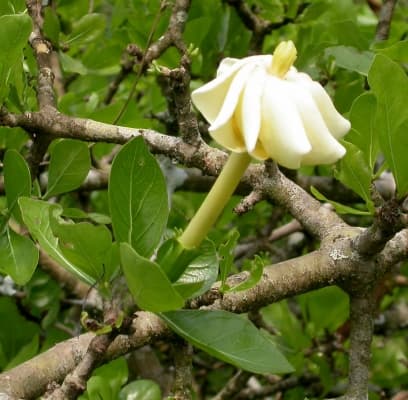 Gardenia ternifolia