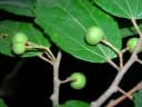 Grewia lavanalensis