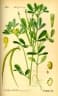 Trigonella foenum-graecum