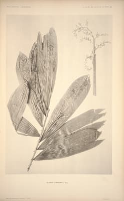 Calamus cumingianus
