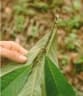 Alseis blackiana