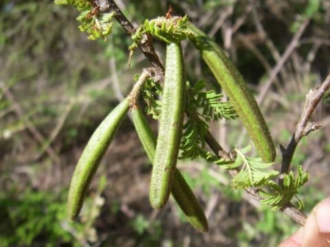 Alantsilodendron villosum