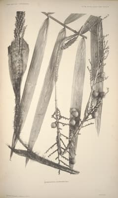 Daemonorops ochrolepis