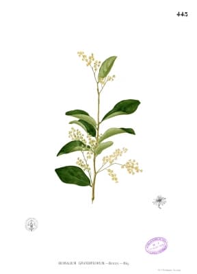 Homalium grandiflorum