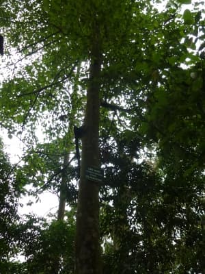 Gironniera subaequalis