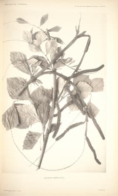 Korthalsia merrillii