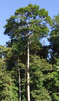 Vochysia guatemalensis
