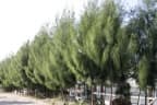 Casuarina oligodon