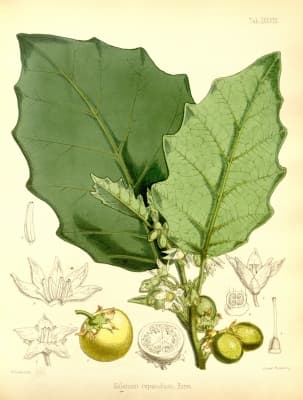 Solanum repandum