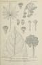 Trevesia sundaica