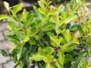 Apodytes dimidiata