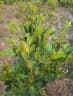Glycosmis pentaphylla