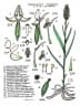 Habenaria rumphii