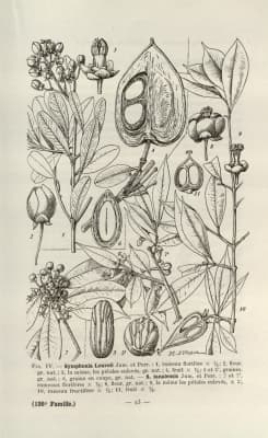 Symphonia tanalensis