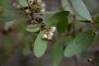 Euclea crispa