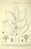 Ellipanthus tomentosus