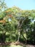 Delonix regia