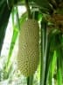 Pandanus simplex