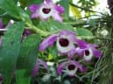 Dendrobium nobile