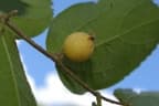 Celtis pubescens