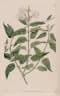 Jasminum elongatum