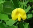 Arachis pintoi