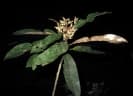 Brachylaena merana