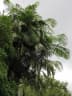Calamus rudentum