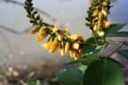 Pterocarpus santalinoides