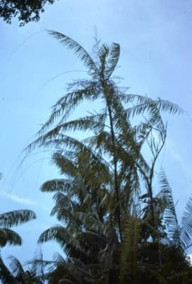 Calamus erinaceus