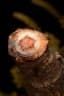 Amphimas ferrugineus