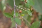 Croton adabolavensis
