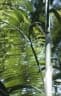 Calamus aruensis