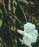 Tabebuia insignis