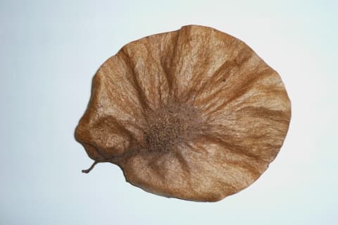 Pterocarpus osun