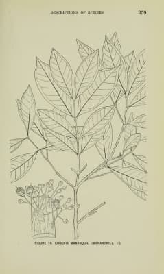 Syzygium mananquil