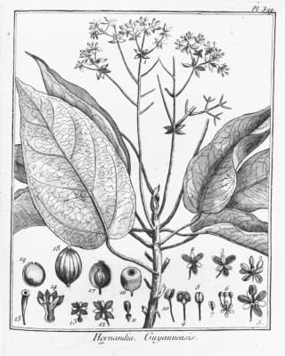Hernandia guianensis