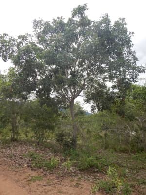 Poecilanthe ulei