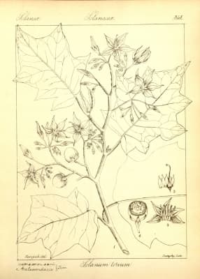 Solanum rudepannum