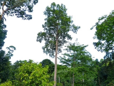 Dipterocarpus caudiferus