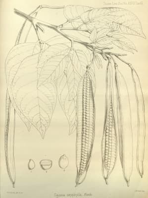 Senna oxyphylla