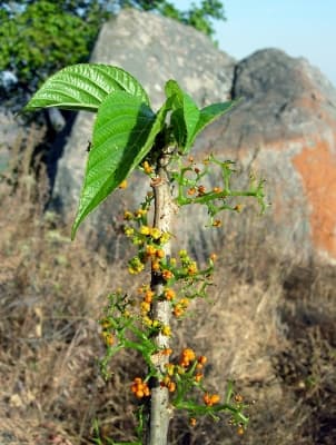 Urera hypselodendron