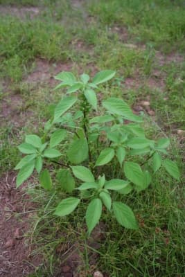 Acalypha lanceolata