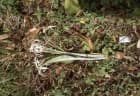 Hymenocallis tubiflora