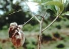 Cordia oncocalyx